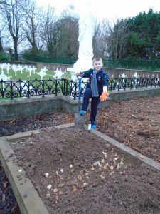 Planting bulbs